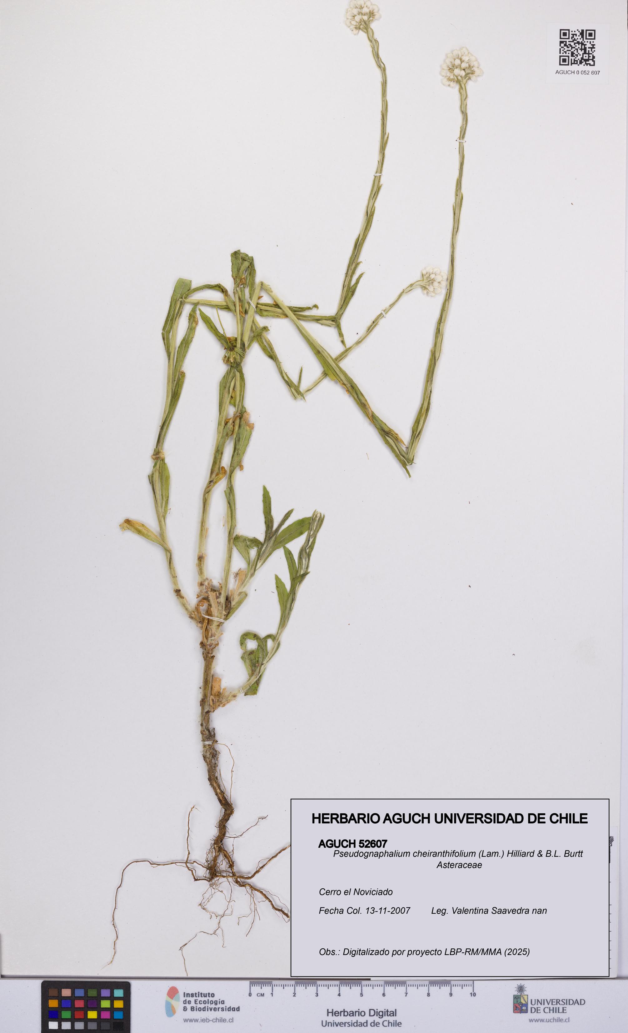 Pseudognaphalium cheiranthifolium [Espécimen: UCH:AGUCH:0052607]