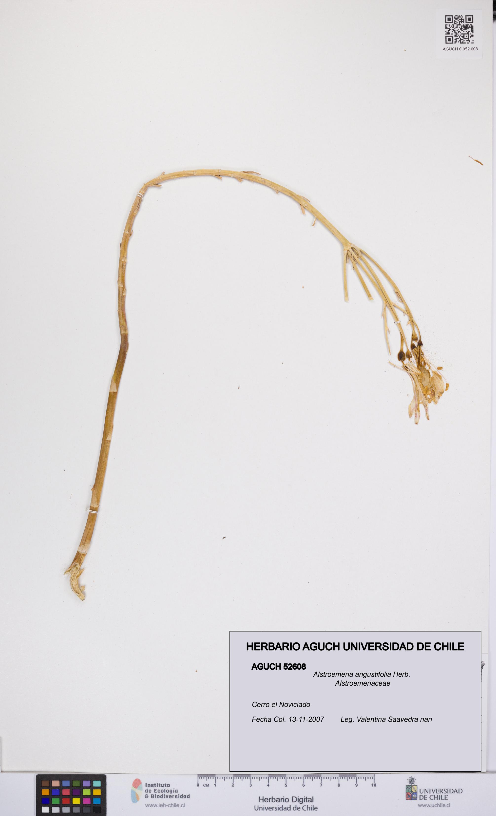 Alstroemeria angustifolia [Espécimen: UCH:AGUCH:0052608]