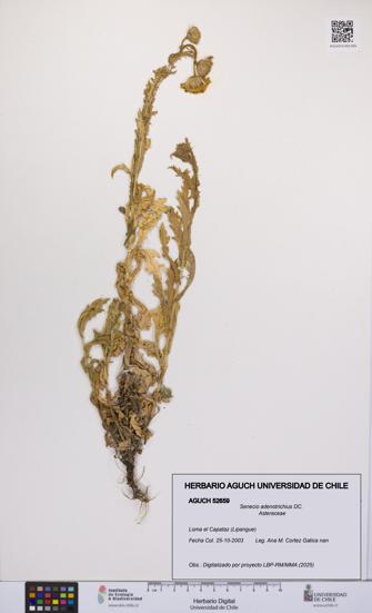 Senecio adenotrichius [Espécimen: UCH:AGUCH:0052659]
