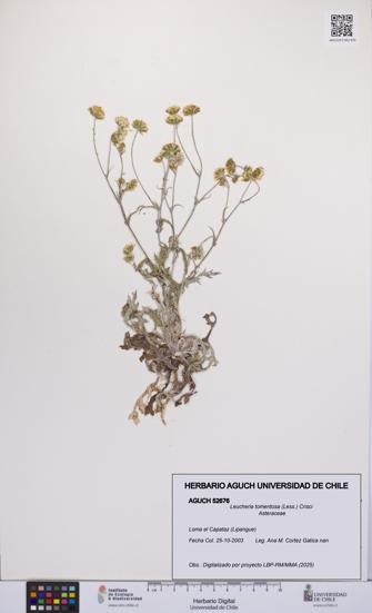 Leucheria tomentosa [Espécimen: UCH:AGUCH:0052676]