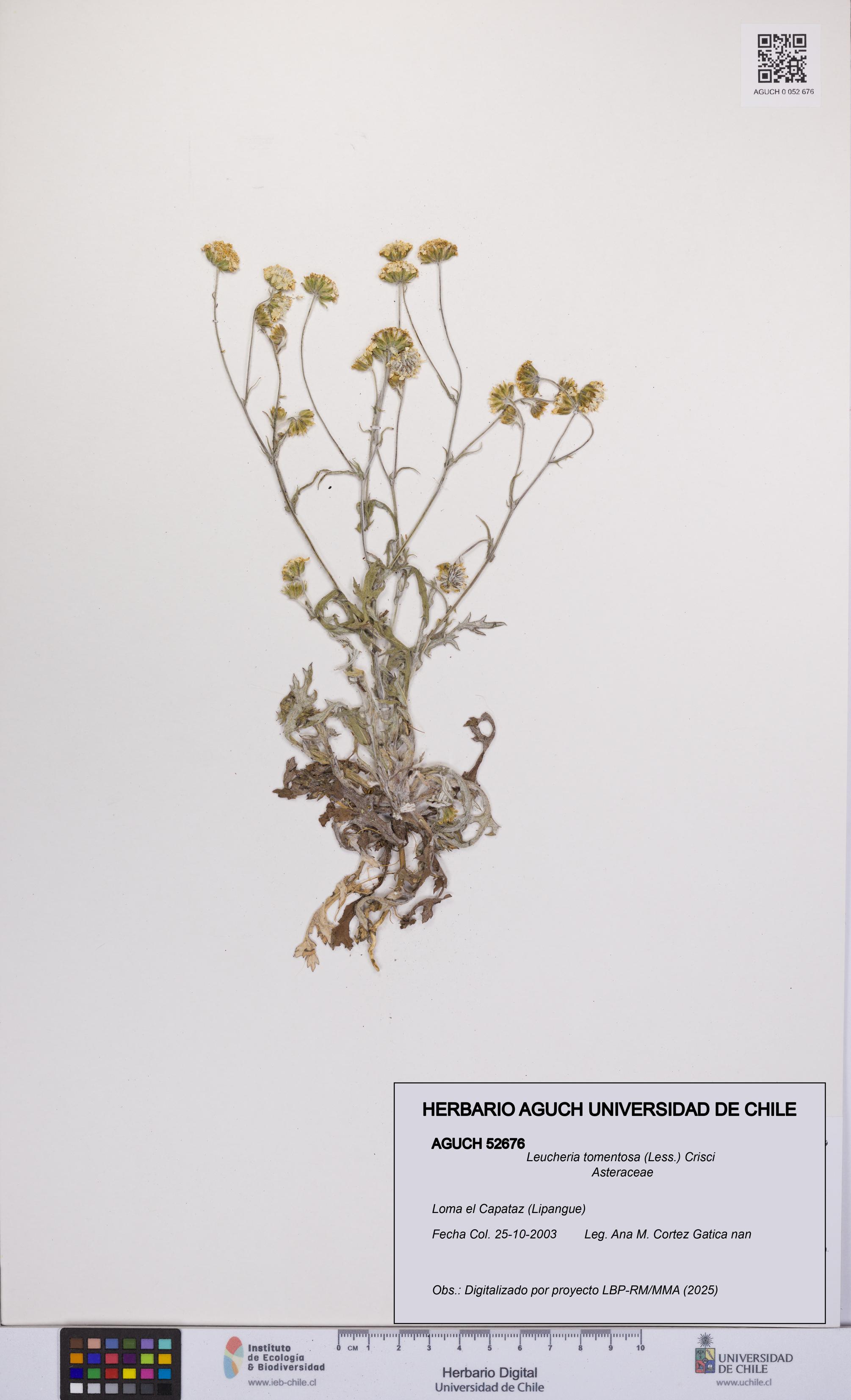 Leucheria tomentosa [Espécimen: UCH:AGUCH:0052676]