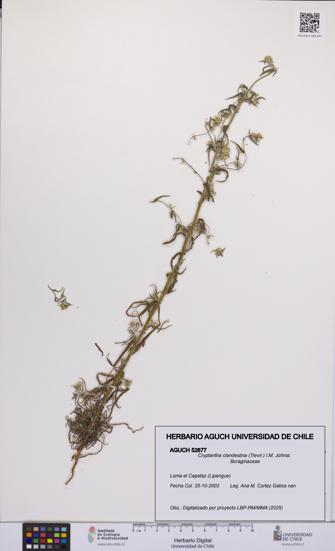 Cryptantha clandestina [Espécimen: UCH:AGUCH:0052677]
