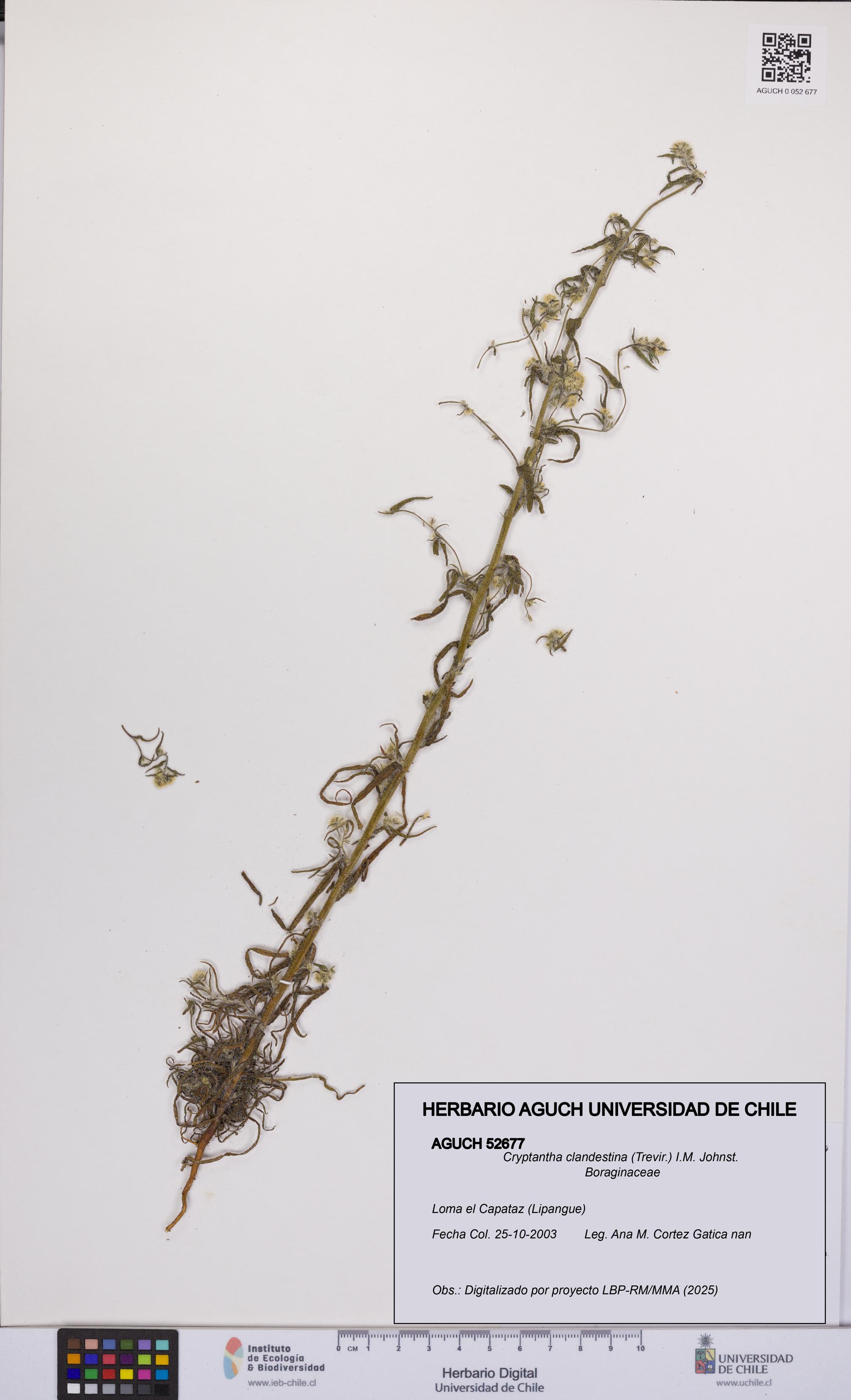 Cryptantha clandestina [Espécimen: UCH:AGUCH:0052677]