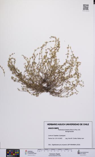 Pectocarya linearis [Espécimen: UCH:AGUCH:0052678]