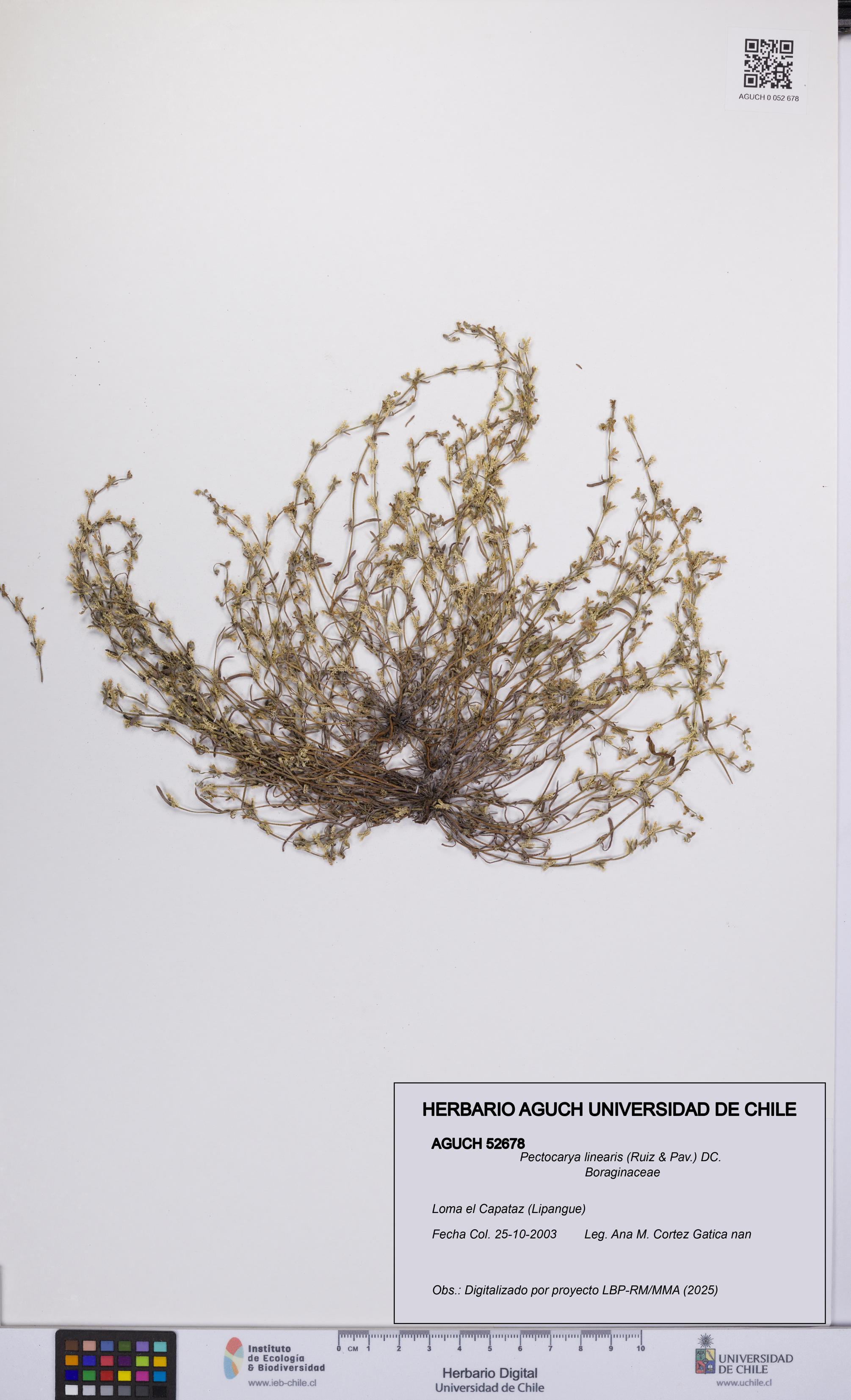 Pectocarya linearis [Espécimen: UCH:AGUCH:0052678]