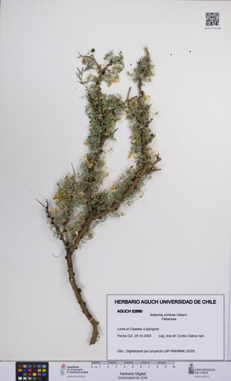 Adesmia confusa [Espécimen: UCH:AGUCH:0052680]