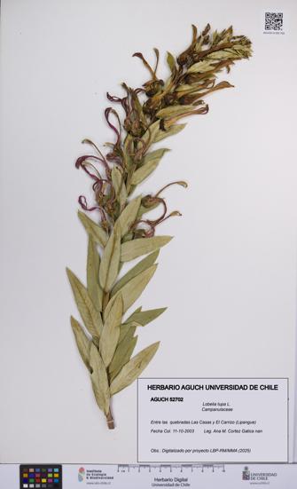 Lobelia tupa [Espécimen: UCH:AGUCH:0052702]