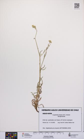 Cryptantha linearis [Espécimen: UCH:AGUCH:0052703]