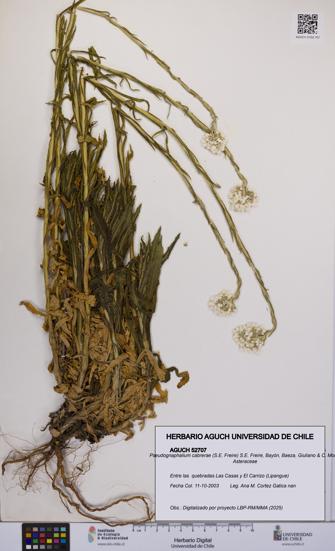 Pseudognaphalium cabrerae [Espécimen: UCH:AGUCH:0052707]