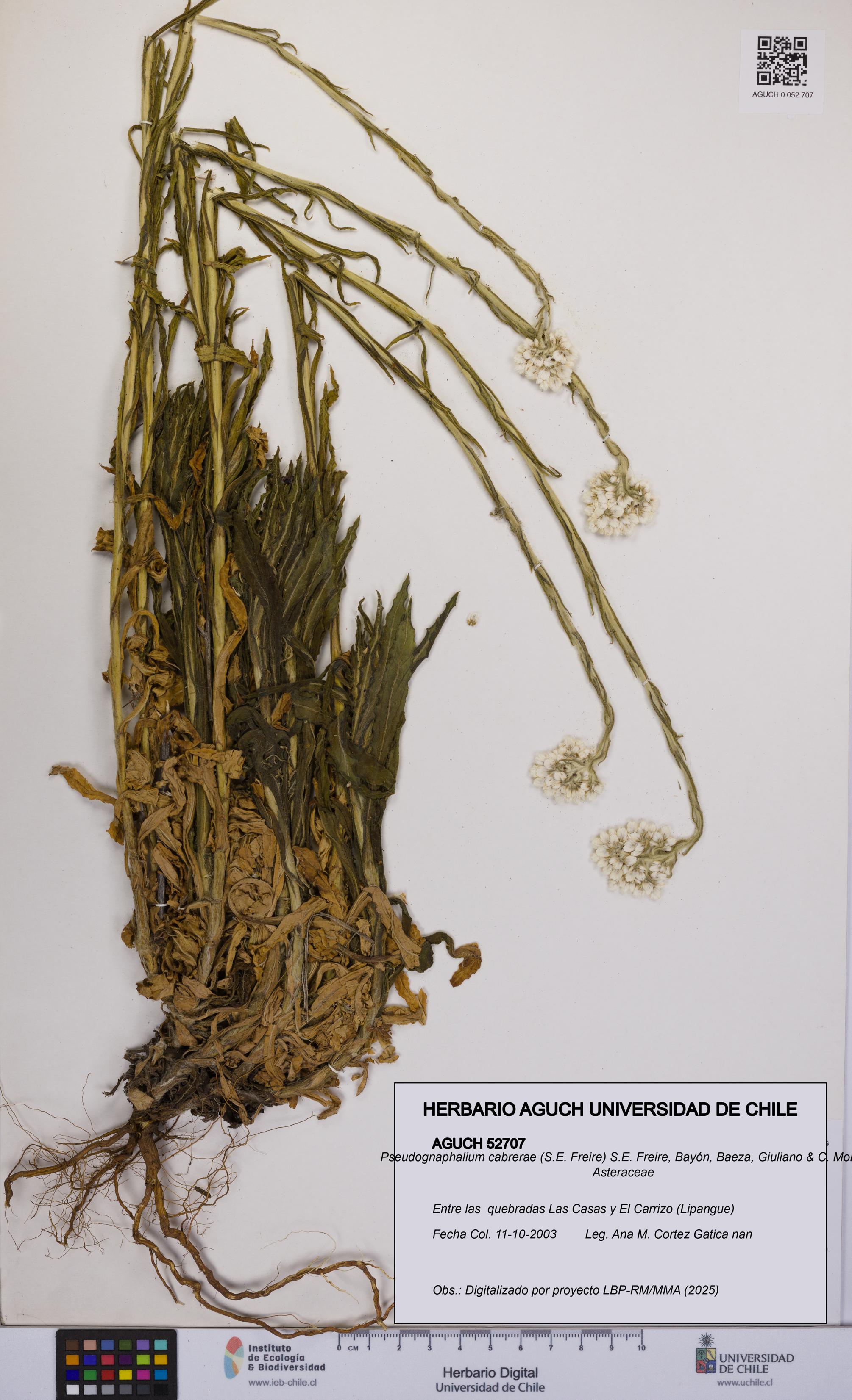 Pseudognaphalium cabrerae [Espécimen: UCH:AGUCH:0052707]