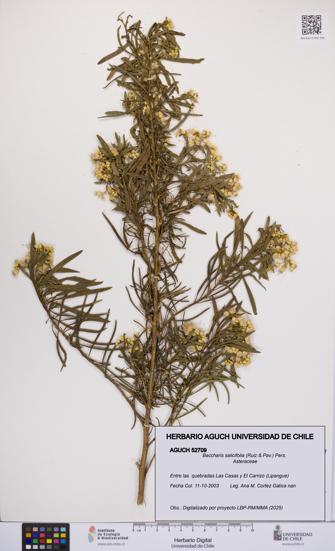 Baccharis salicifolia [Espécimen: UCH:AGUCH:0052709]