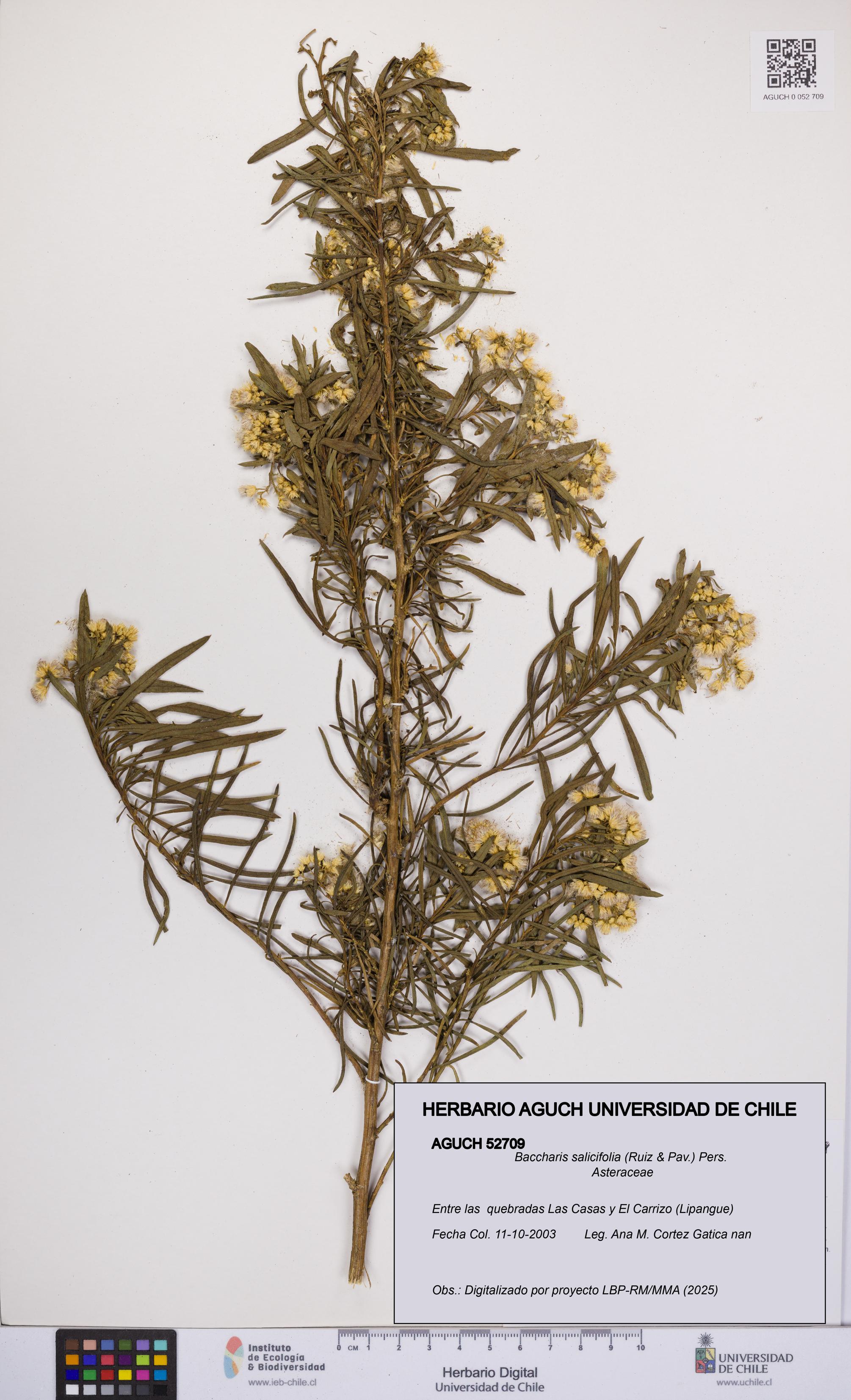 Baccharis salicifolia [Espécimen: UCH:AGUCH:0052709]