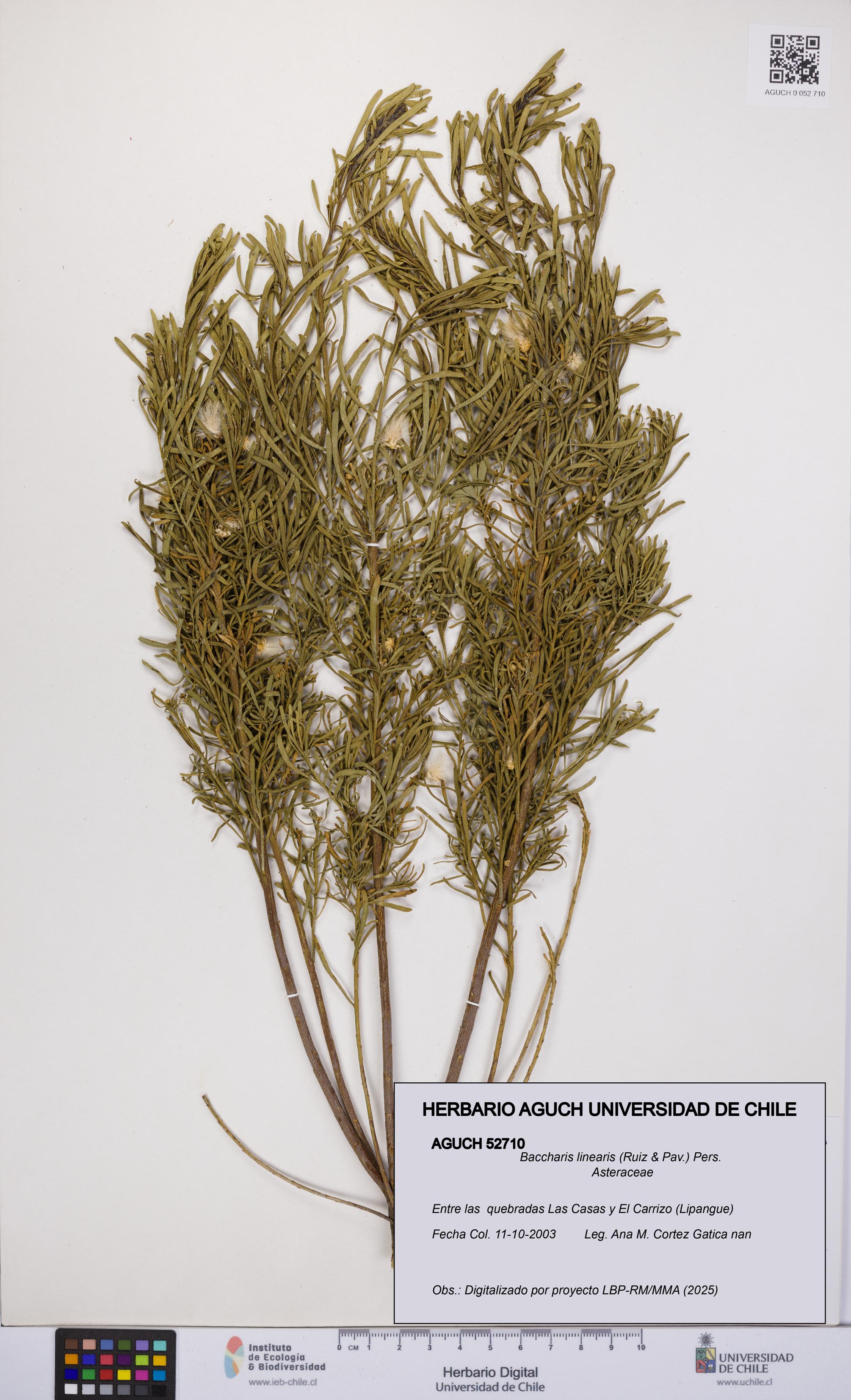 Baccharis linearis [Espécimen: UCH:AGUCH:0052710]