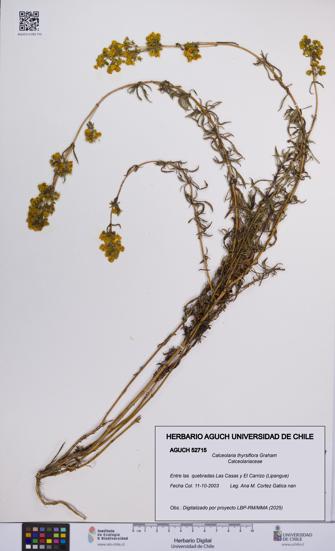 Calceolaria thyrsiflora [Espécimen: UCH:AGUCH:0052715]