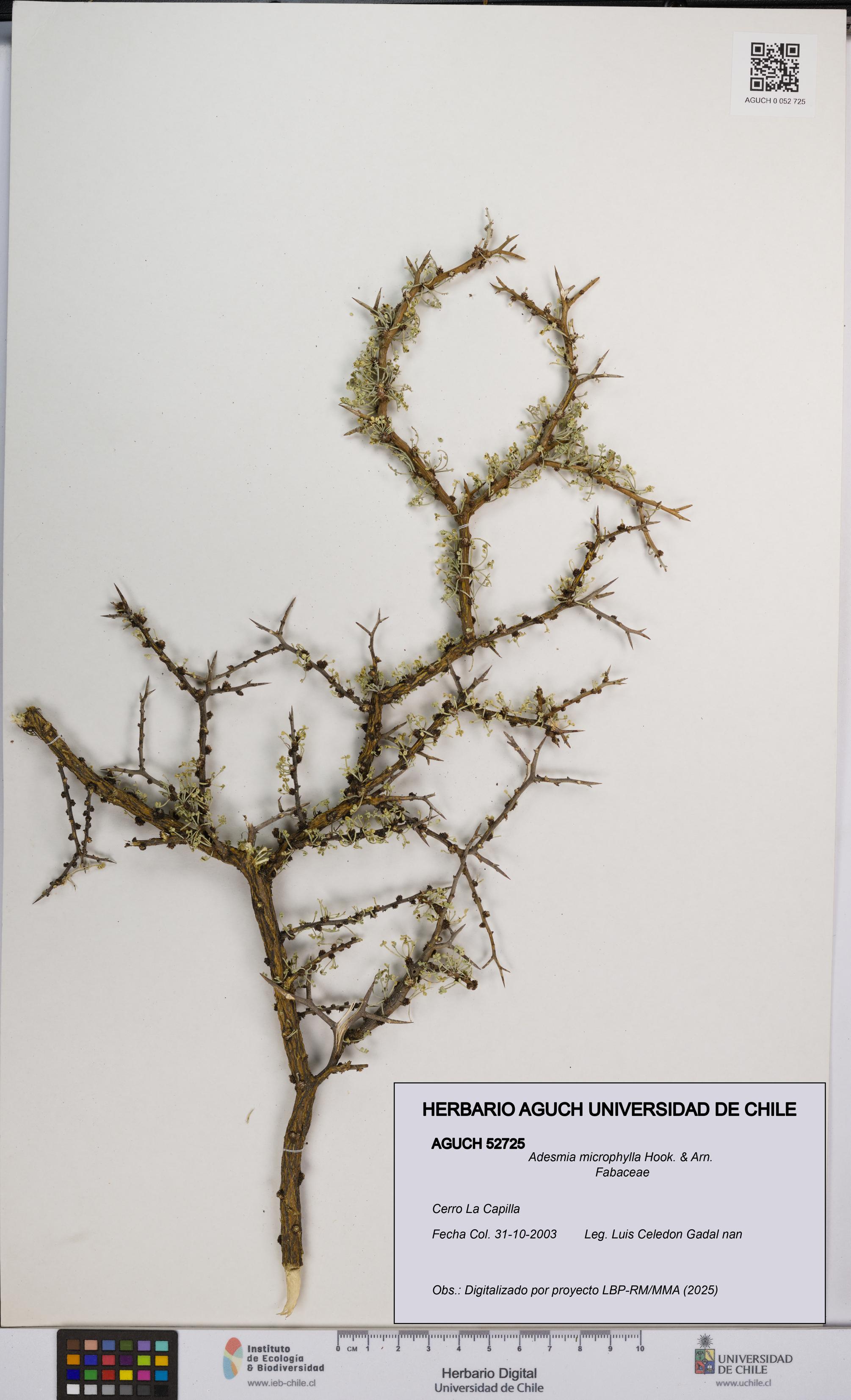Adesmia microphylla [Espécimen: UCH:AGUCH:0052725]