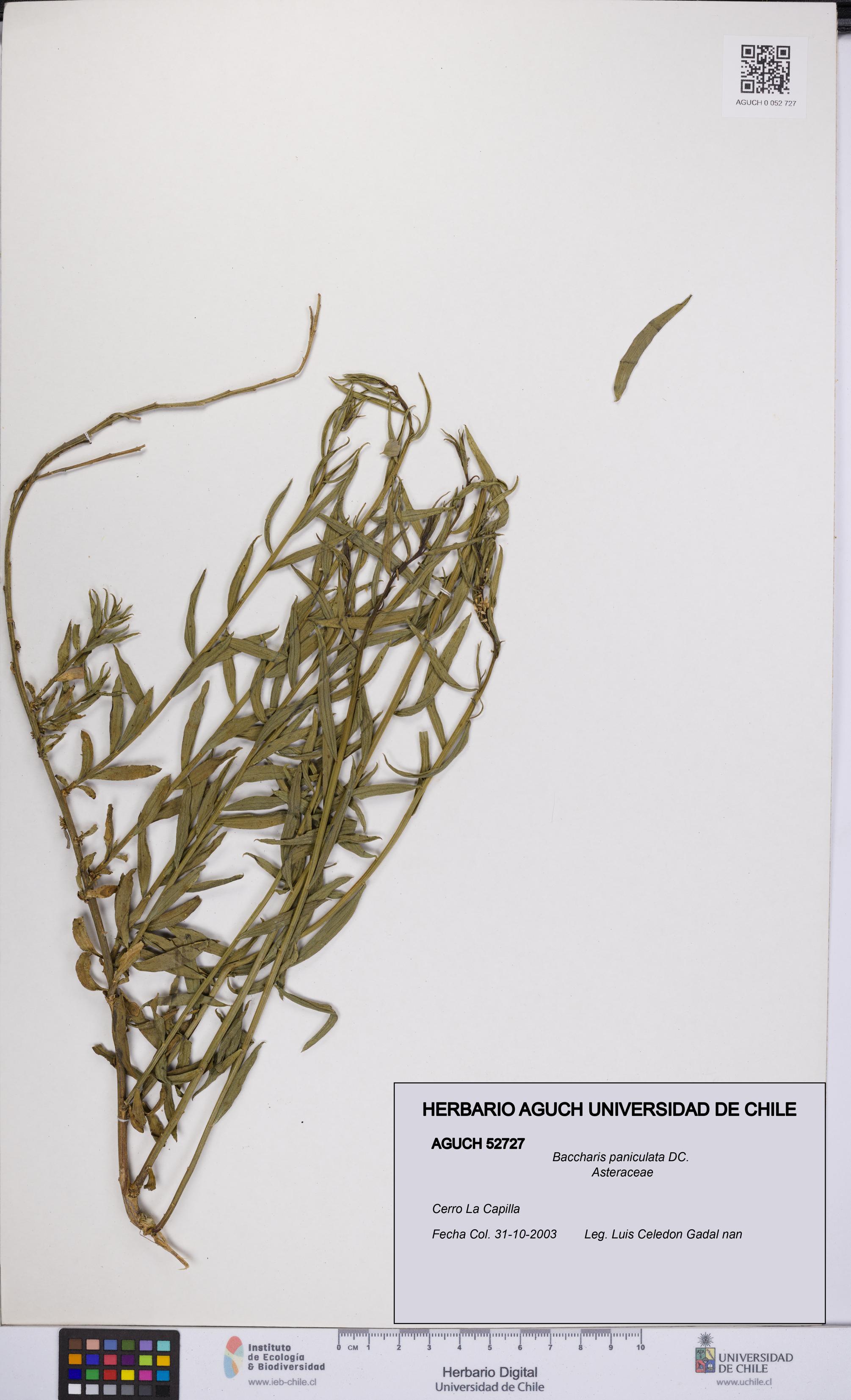 Baccharis paniculata [Espécimen: UCH:AGUCH:0052727]