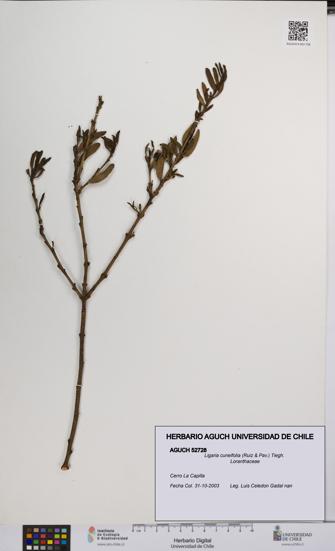 Ligaria cuneifolia [Espécimen: UCH:AGUCH:0052728]