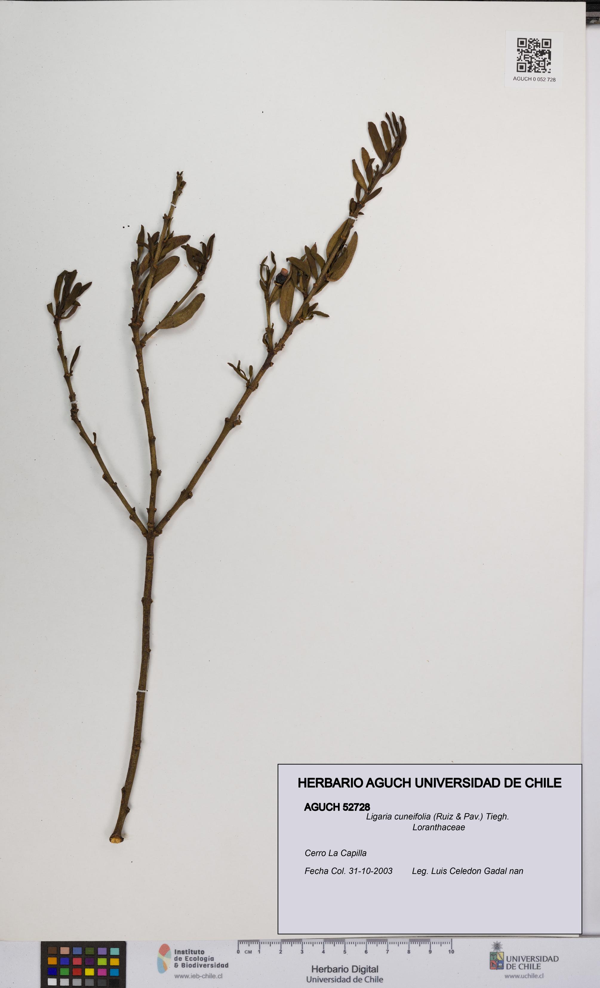 Ligaria cuneifolia [Espécimen: UCH:AGUCH:0052728]