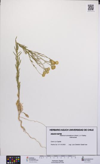 Helenium aromaticum [Espécimen: UCH:AGUCH:0052735]