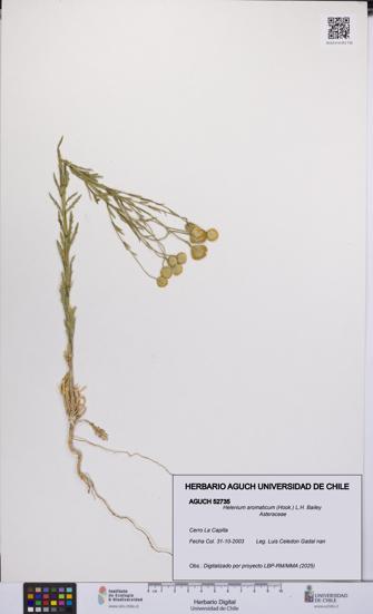 Helenium aromaticum [Espécimen: UCH:AGUCH:0052735]