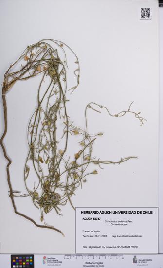 Convolvulus chilensis [Espécimen: UCH:AGUCH:0052737]