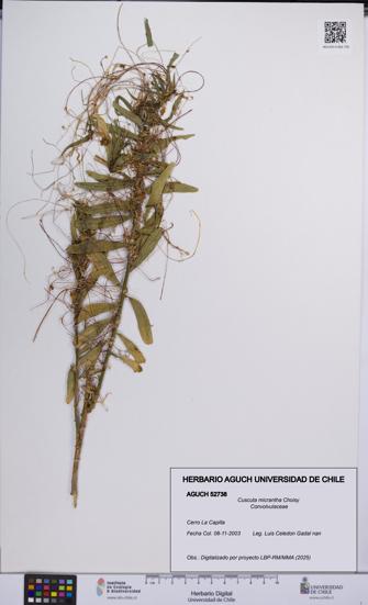 Cuscuta micrantha [Espécimen: UCH:AGUCH:0052738]
