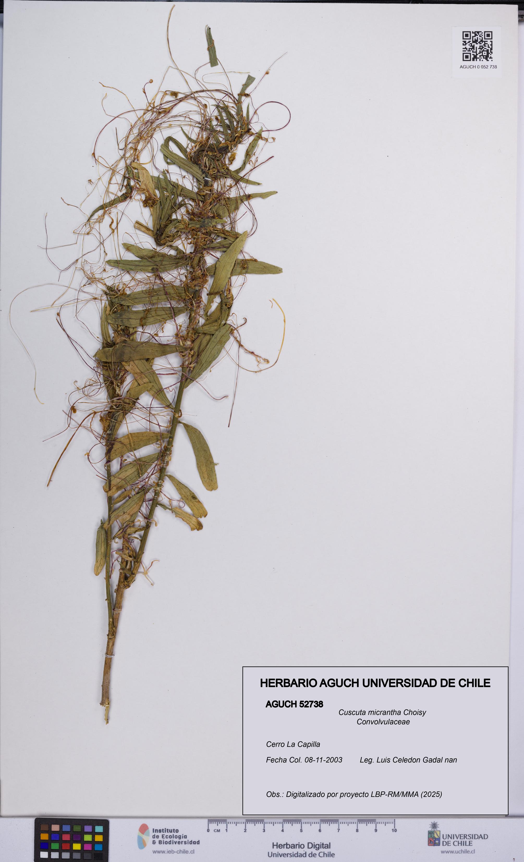 Cuscuta micrantha [Espécimen: UCH:AGUCH:0052738]