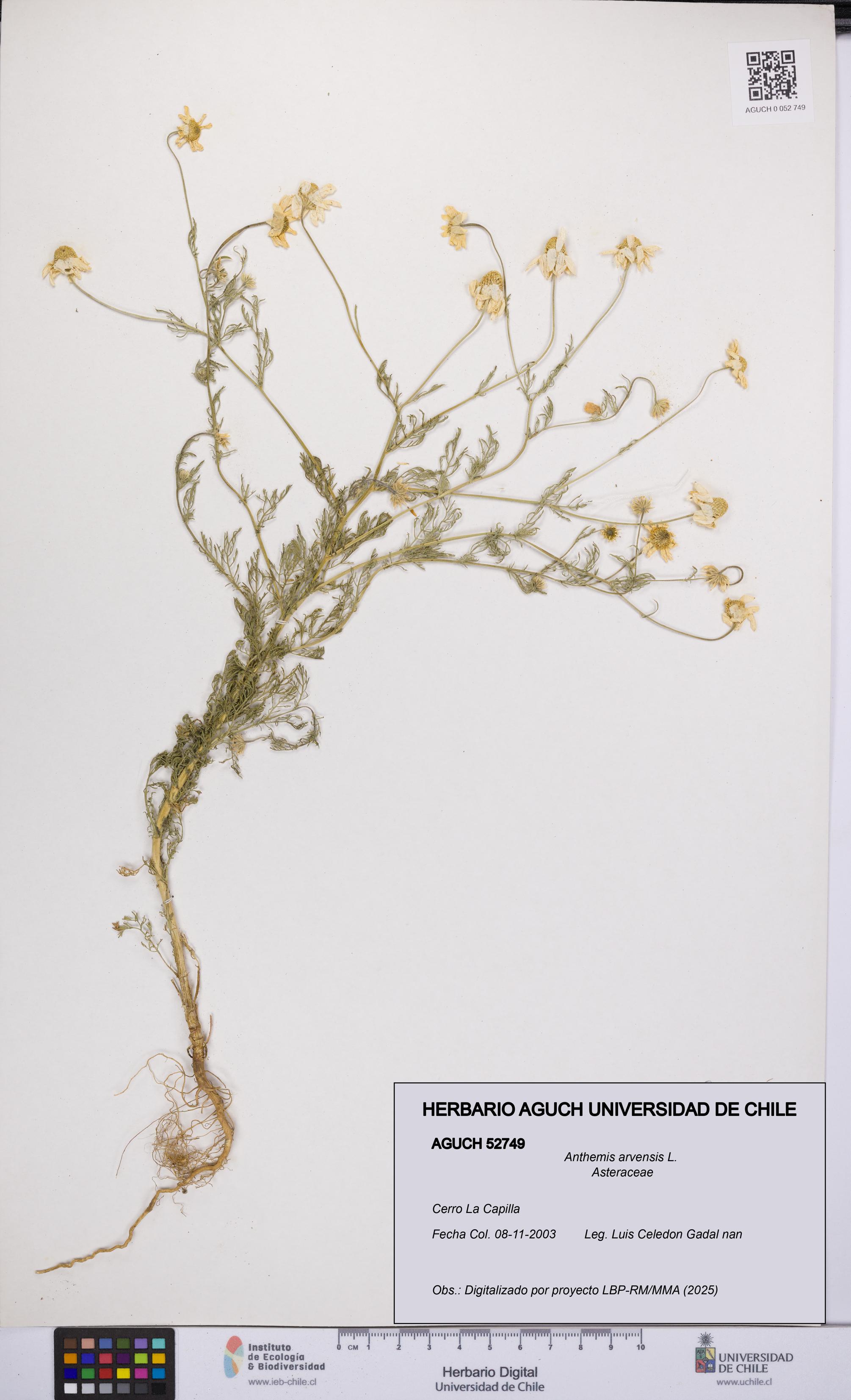 Anthemis arvensis [Espécimen: UCH:AGUCH:0052749]