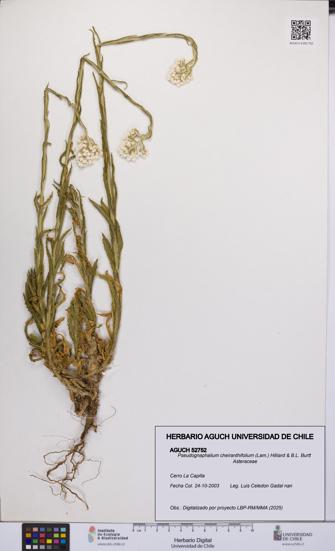 Pseudognaphalium cheiranthifolium [Espécimen: UCH:AGUCH:0052752]