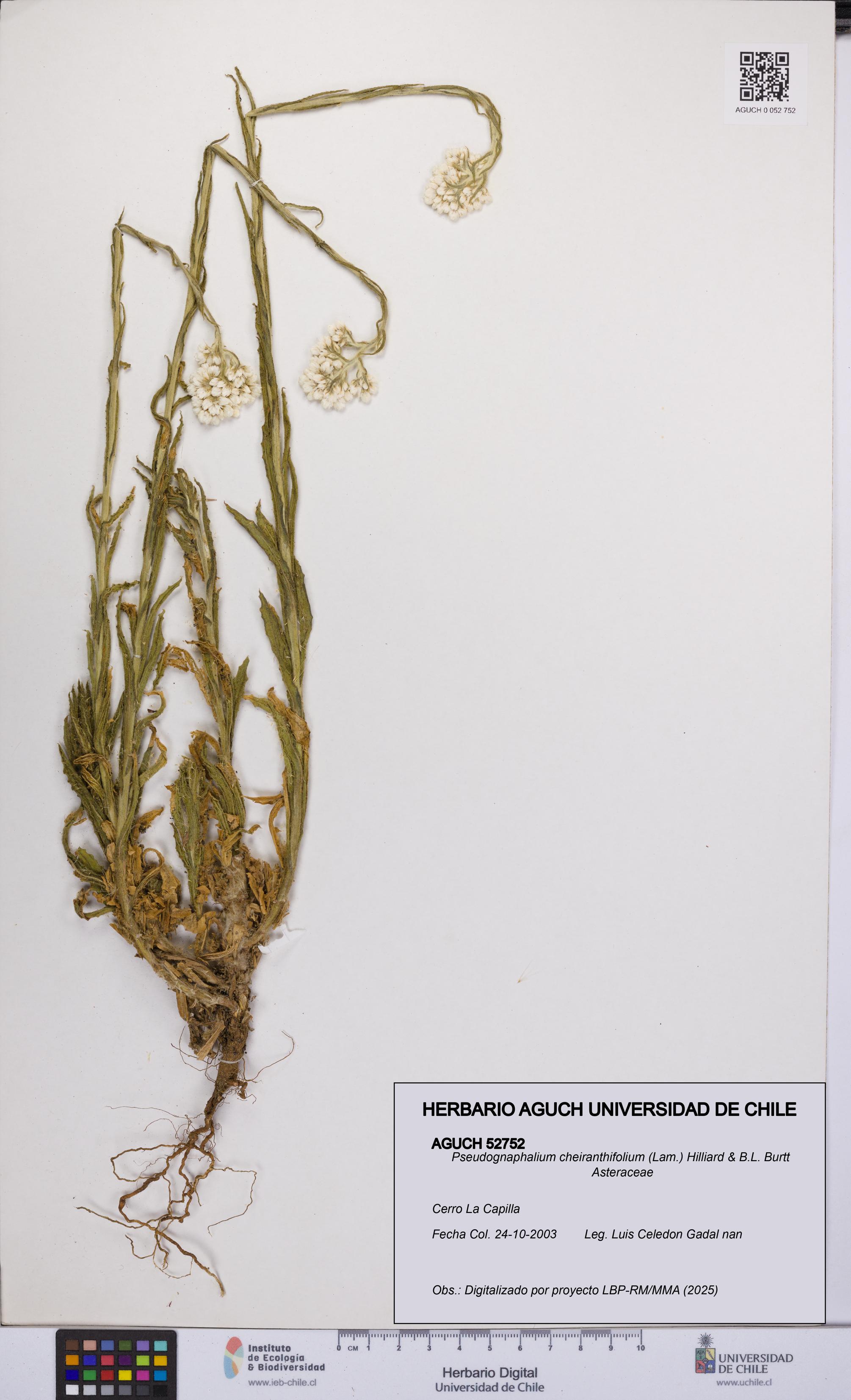 Pseudognaphalium cheiranthifolium [Espécimen: UCH:AGUCH:0052752]