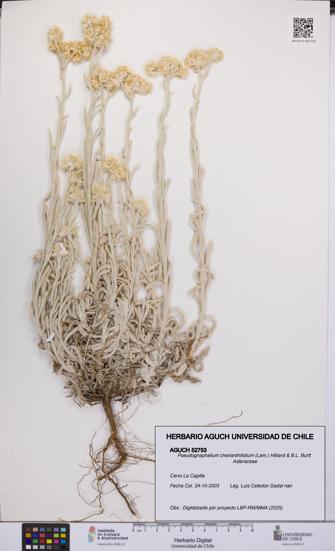 Pseudognaphalium cheiranthifolium [Espécimen: UCH:AGUCH:0052753]
