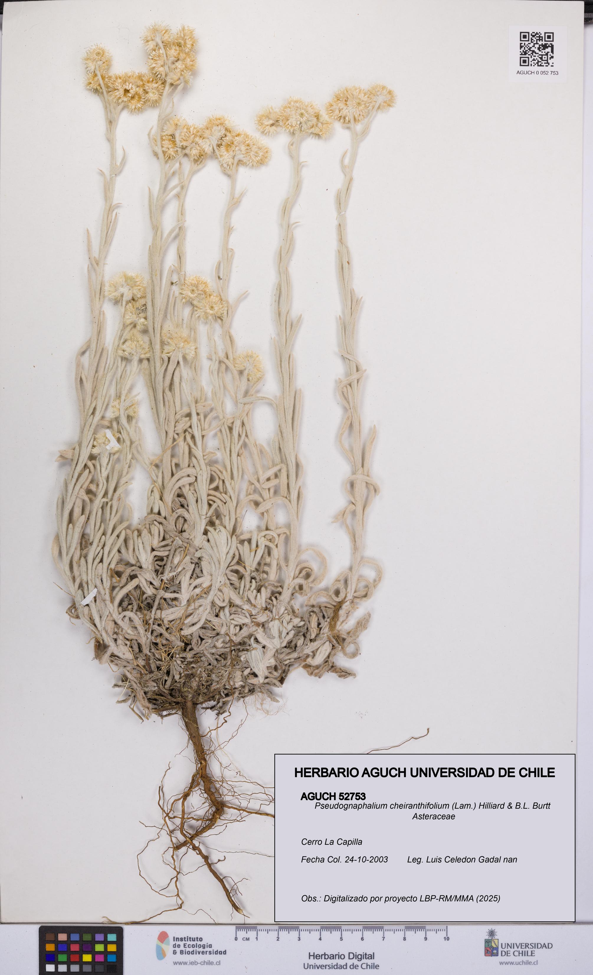 Pseudognaphalium cheiranthifolium [Espécimen: UCH:AGUCH:0052753]