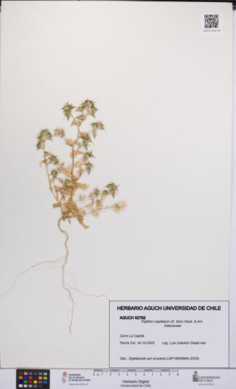 Triptilion capillatum [Espécimen: UCH:AGUCH:0052762]