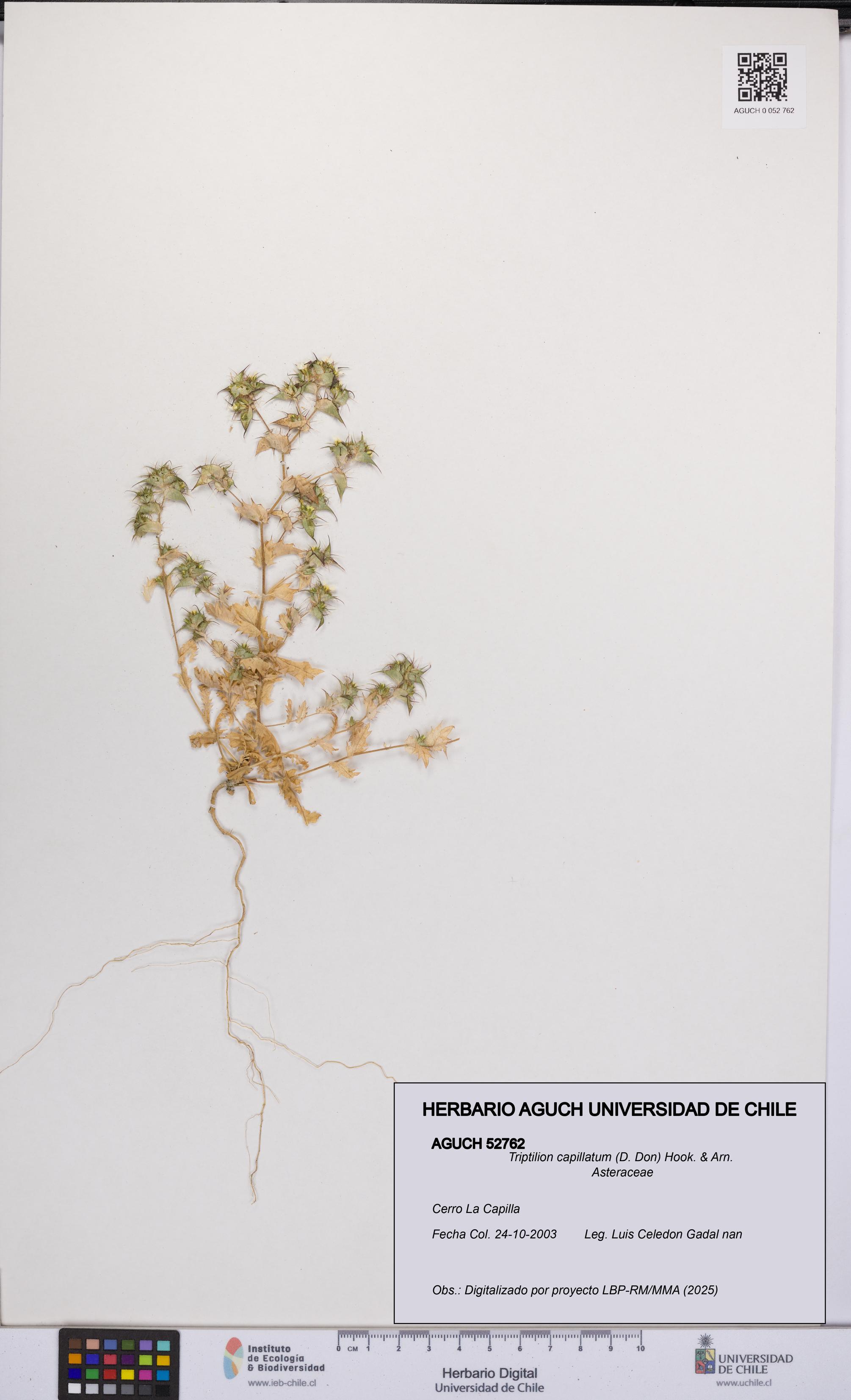 Triptilion capillatum [Espécimen: UCH:AGUCH:0052762]