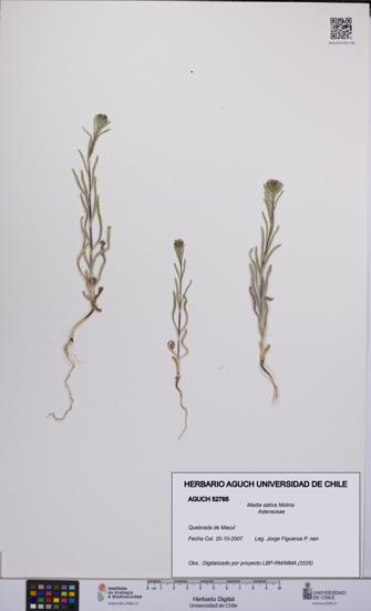 Madia sativa [Espécimen: UCH:AGUCH:0052765]