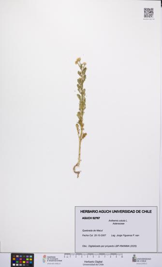 Anthemis cotula [Espécimen: UCH:AGUCH:0052767]