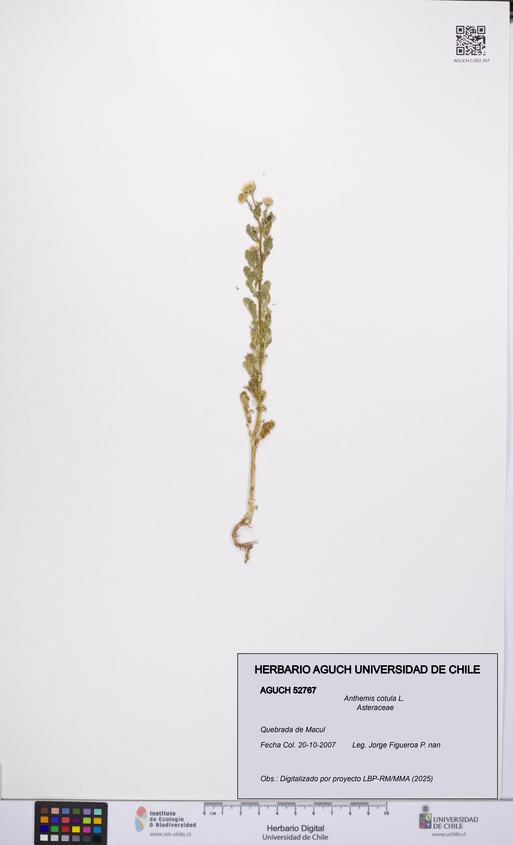 Anthemis cotula [Espécimen: UCH:AGUCH:0052767]
