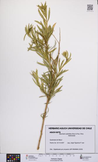 Baccharis salicifolia [Espécimen: UCH:AGUCH:0052775]