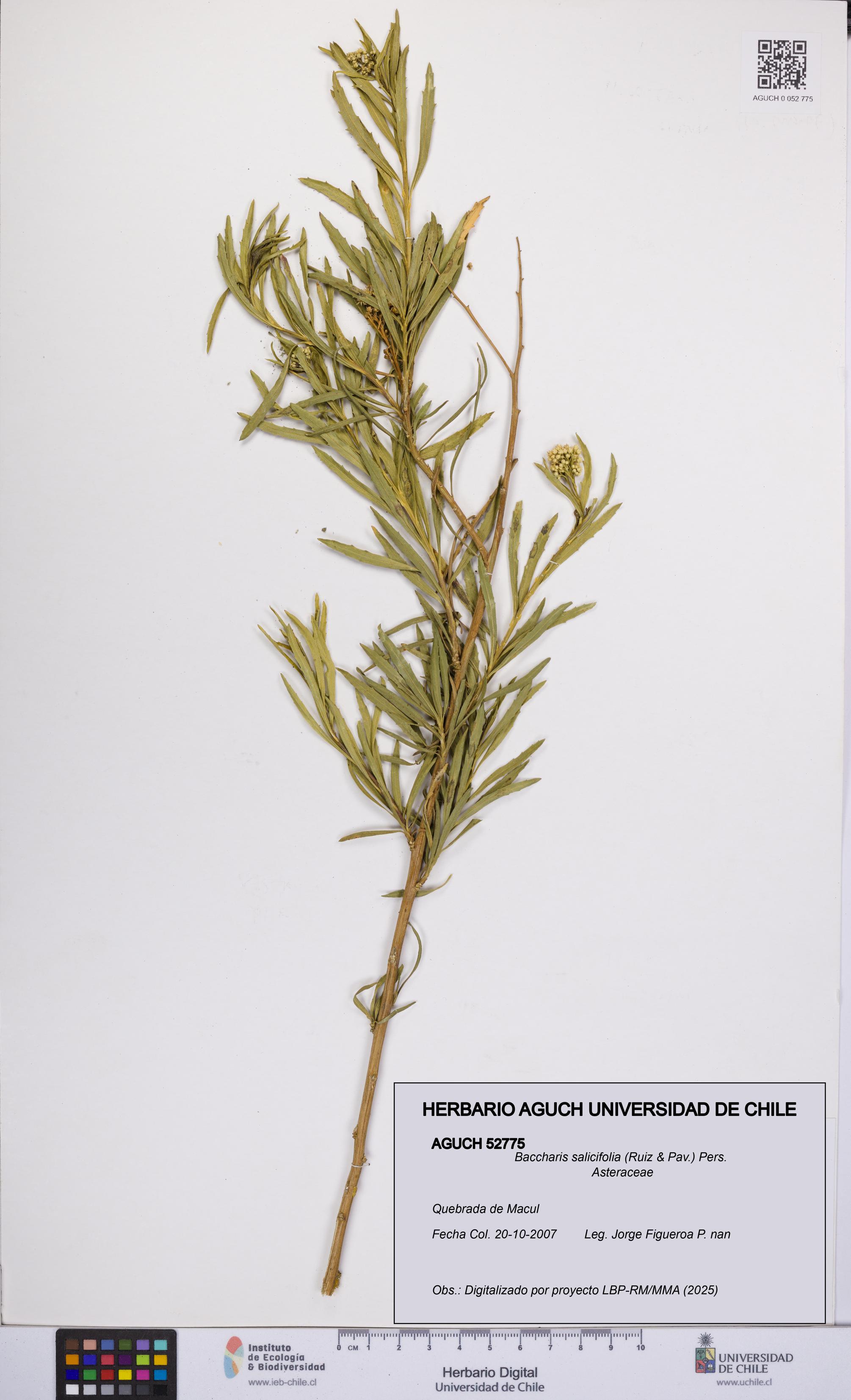 Baccharis salicifolia [Espécimen: UCH:AGUCH:0052775]