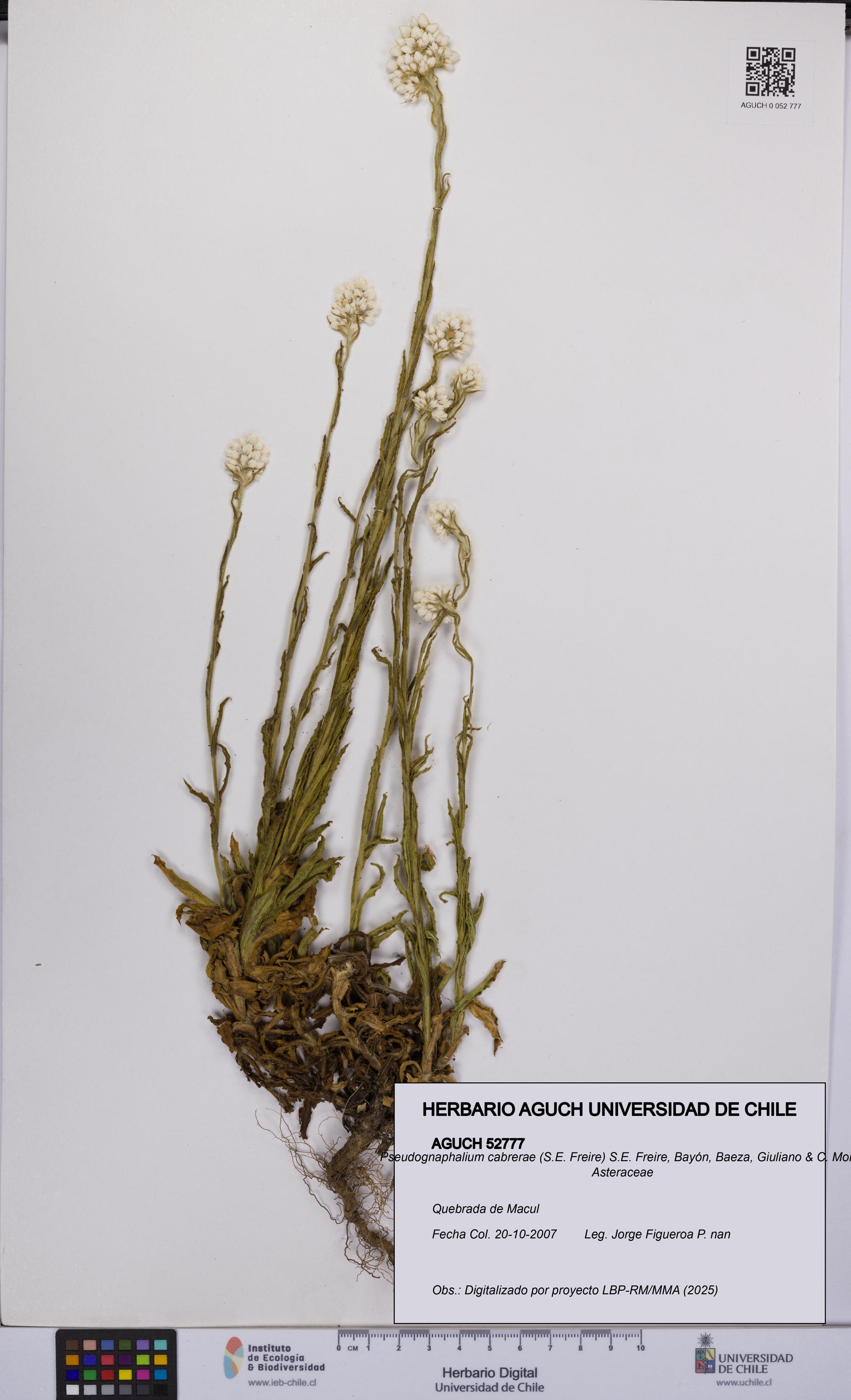 Pseudognaphalium cabrerae [Espécimen: UCH:AGUCH:0052777]
