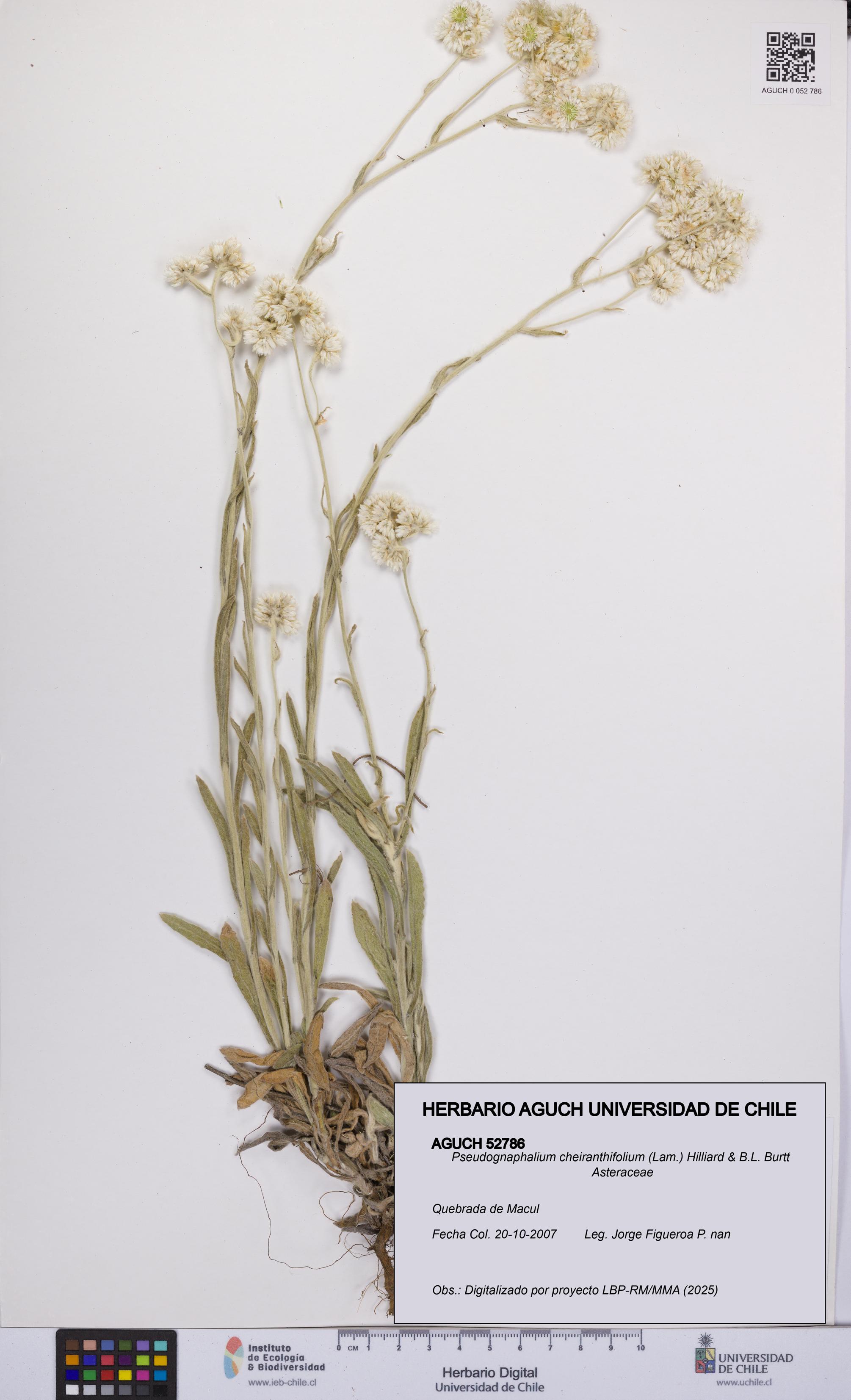 Pseudognaphalium cheiranthifolium [Espécimen: UCH:AGUCH:0052786]