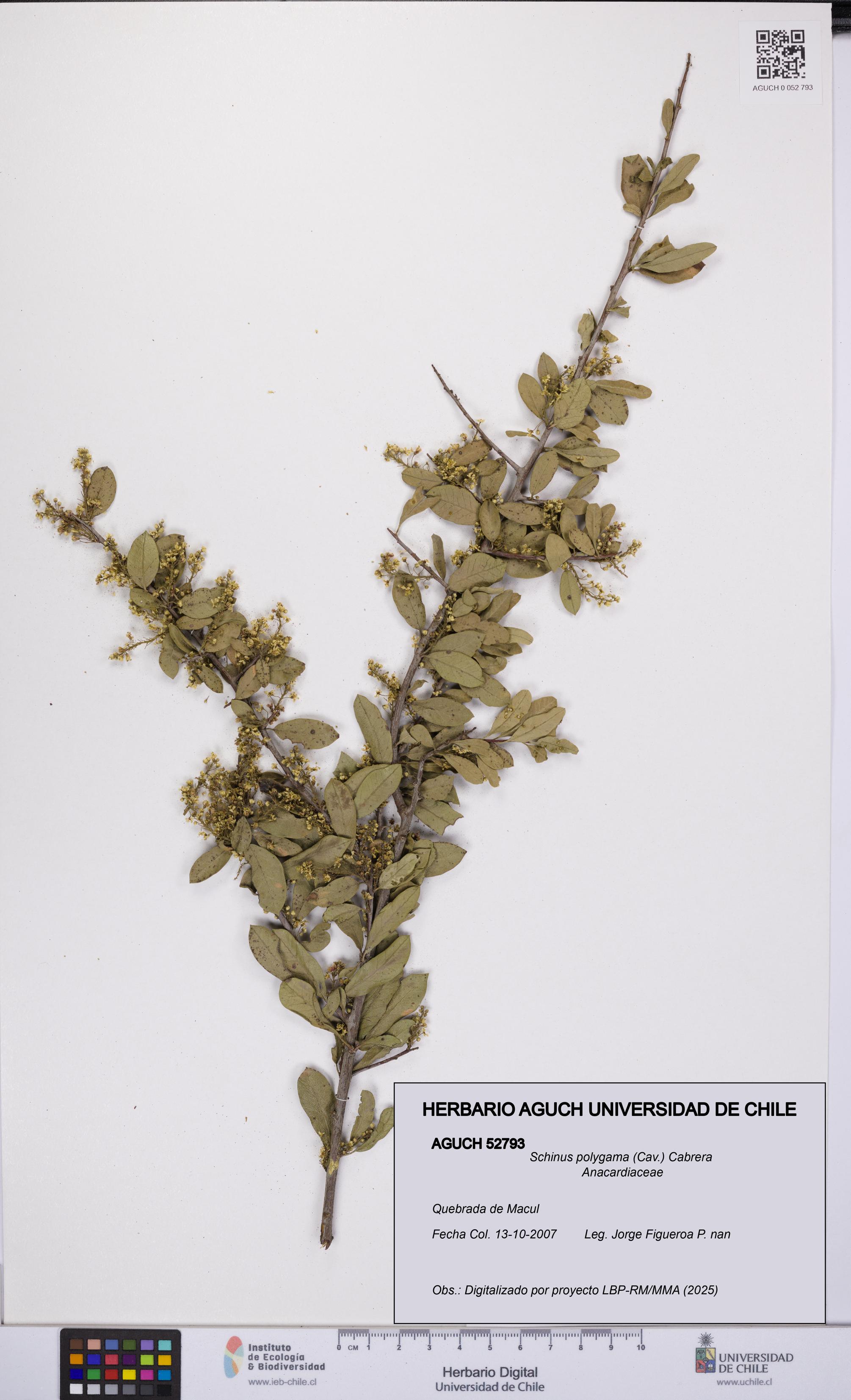 Schinus polygama [Espécimen: UCH:AGUCH:0052793]
