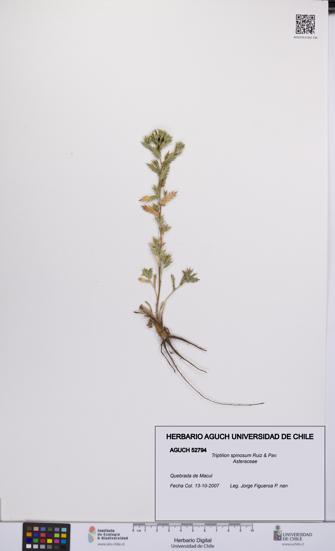 Triptilion spinosum [Espécimen: UCH:AGUCH:0052794]