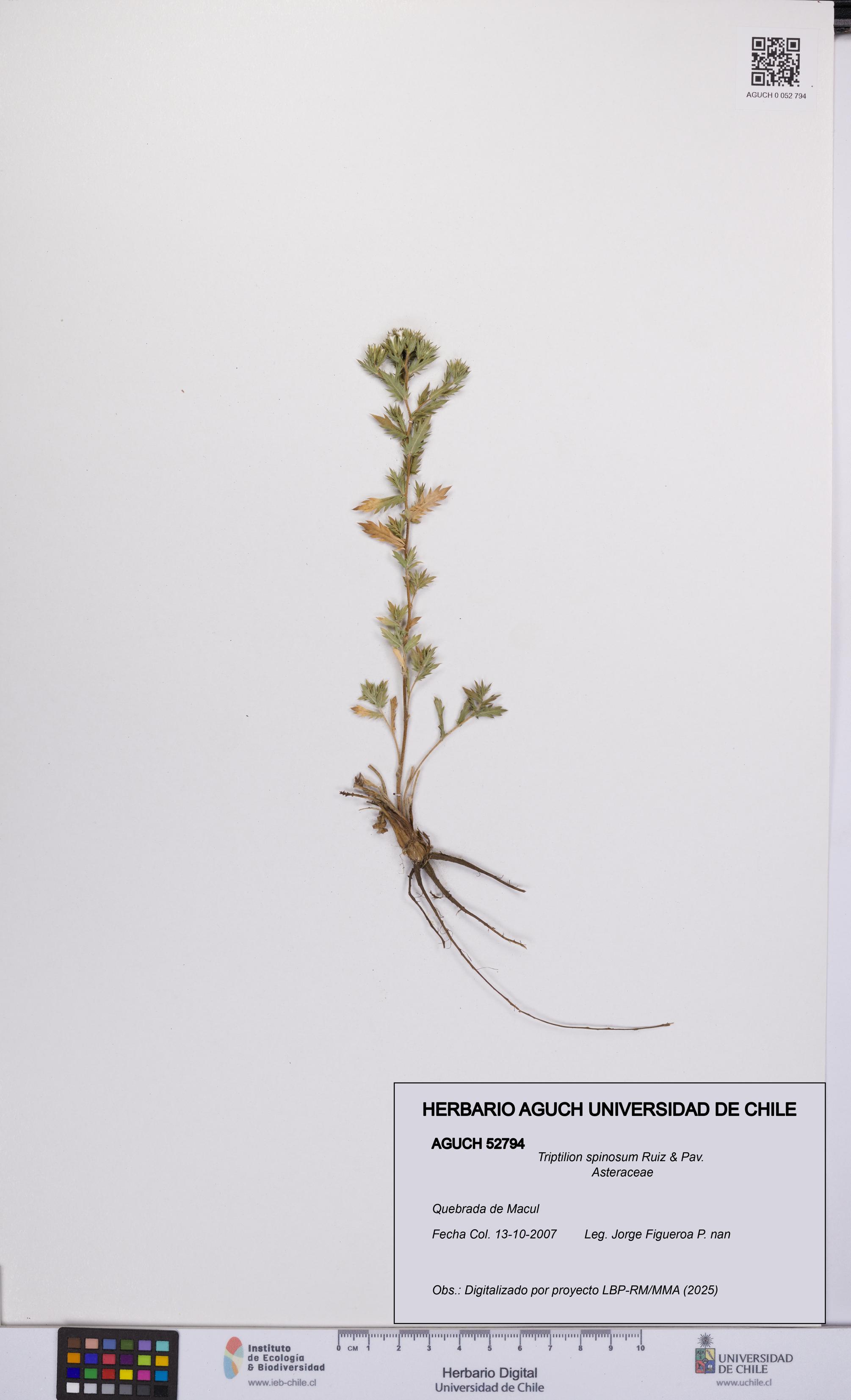 Triptilion spinosum [Espécimen: UCH:AGUCH:0052794]