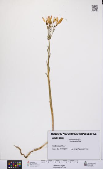 Alstroemeria ligtu [Espécimen: UCH:AGUCH:0052802]