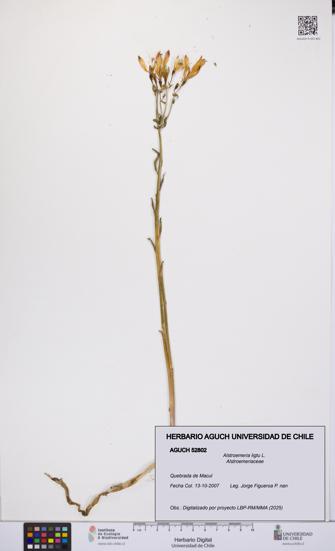 Alstroemeria ligtu [Espécimen: UCH:AGUCH:0052802]