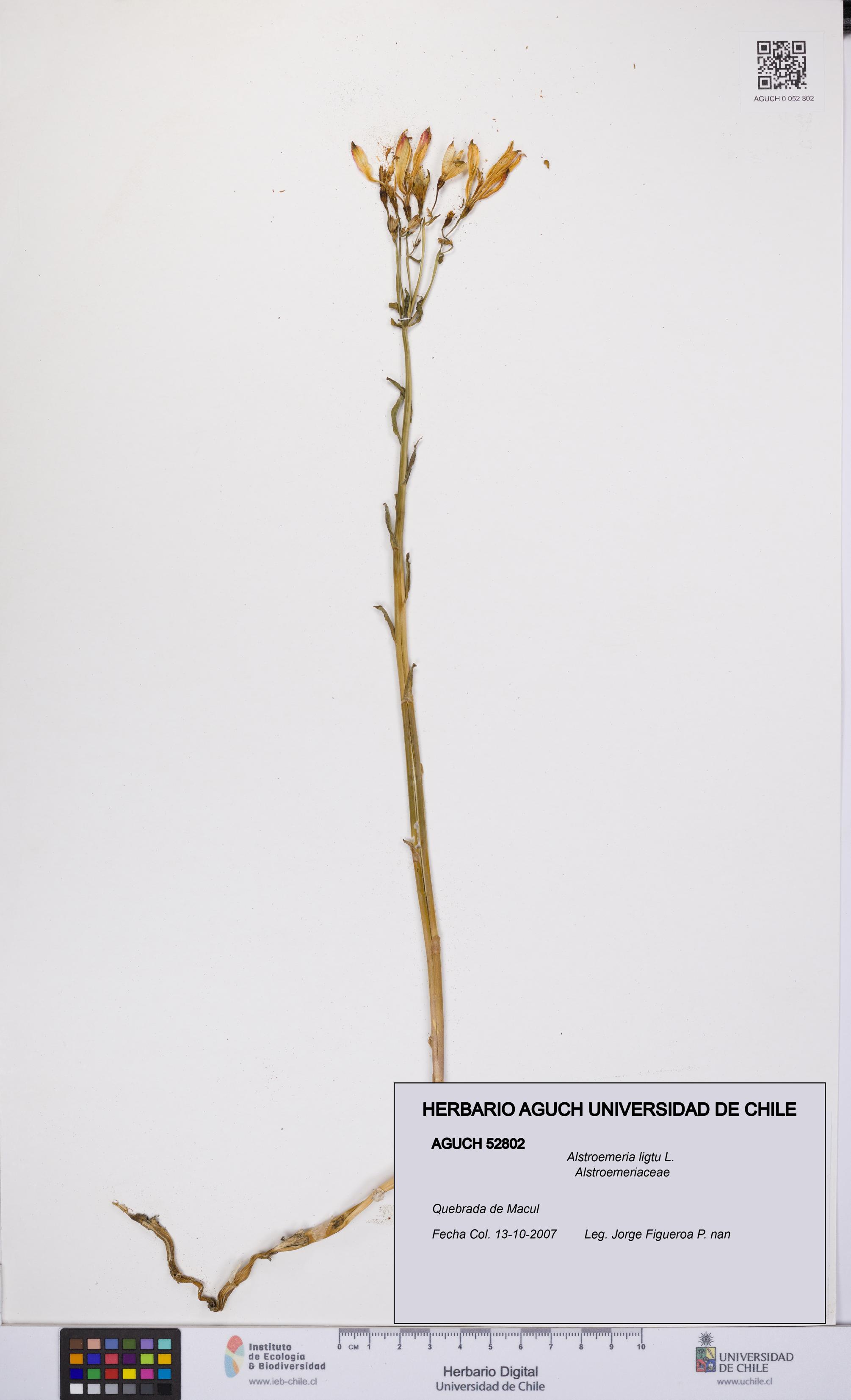 Alstroemeria ligtu [Espécimen: UCH:AGUCH:0052802]