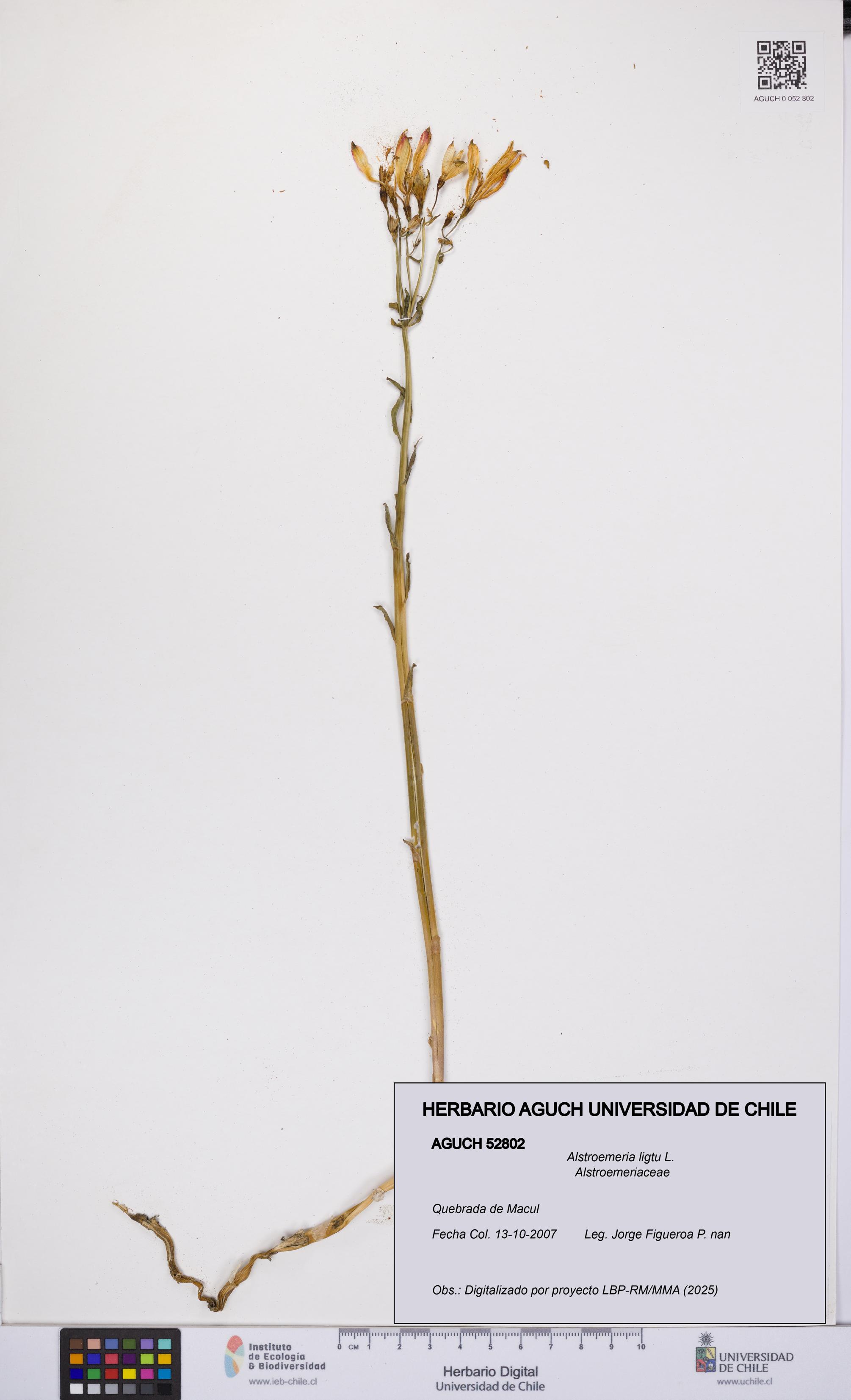 Alstroemeria ligtu [Espécimen: UCH:AGUCH:0052802]