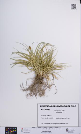 Carex decidua [Espécimen: UCH:AGUCH:0052807]