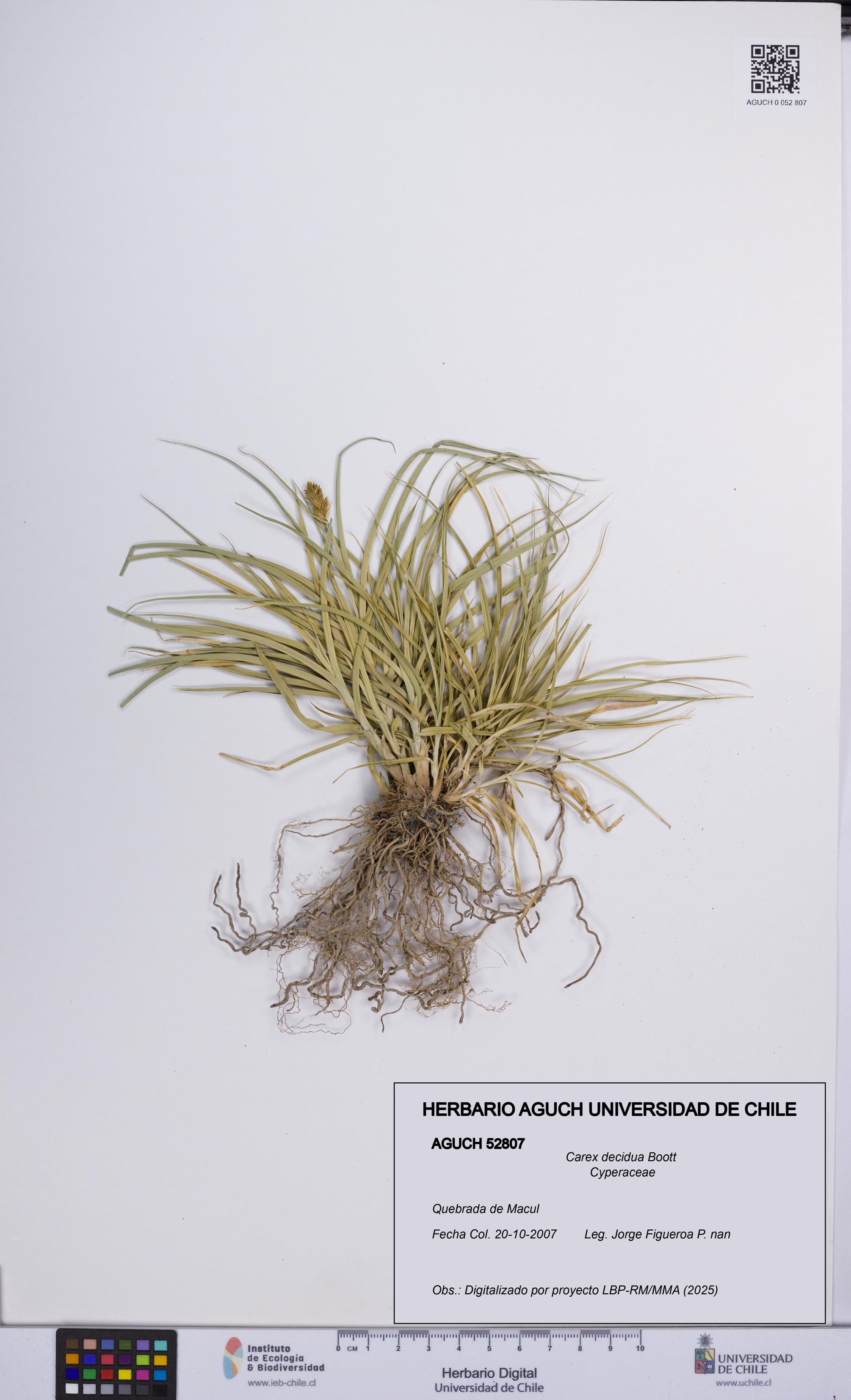 Carex decidua [Espécimen: UCH:AGUCH:0052807]